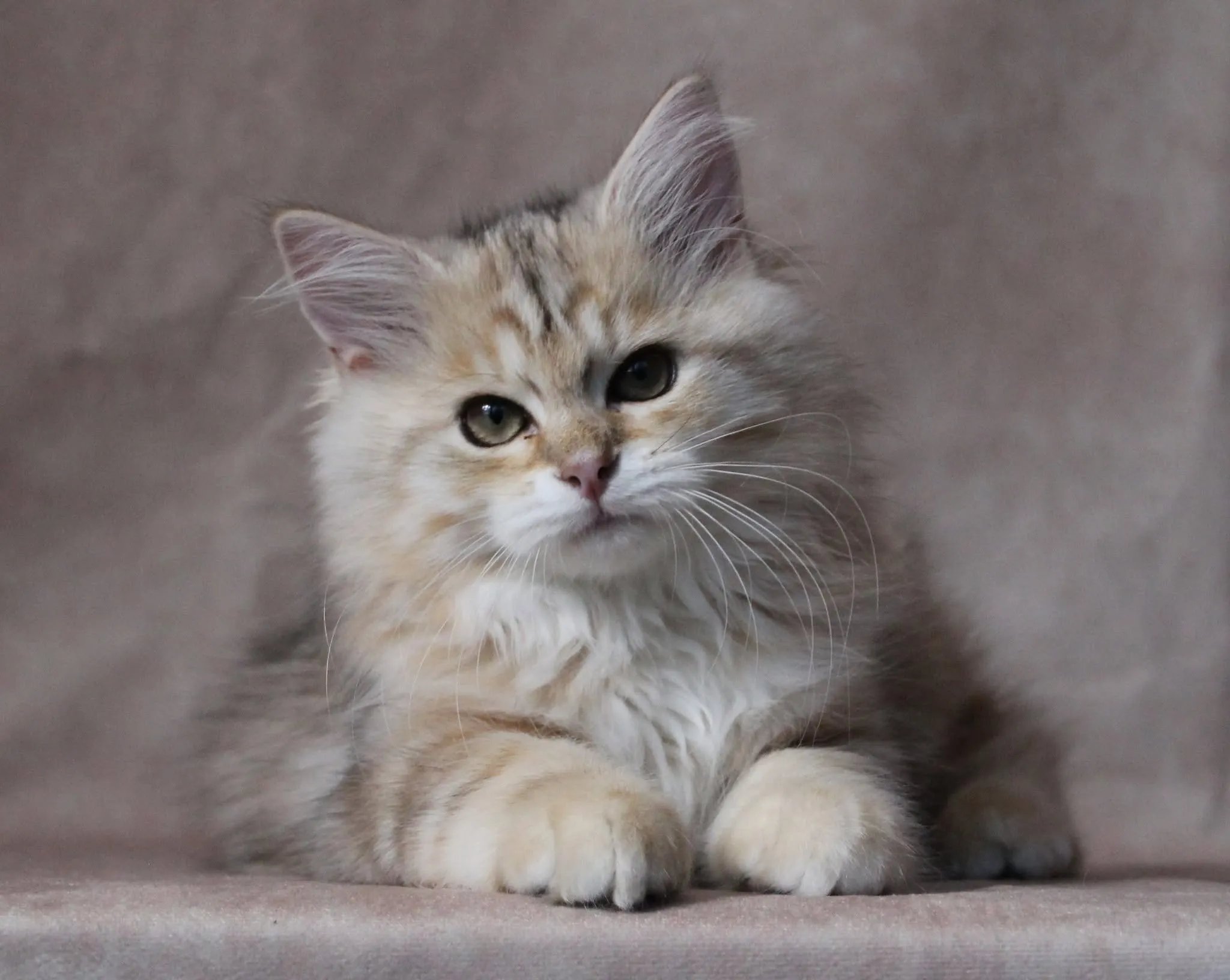 Chats Sibériens au cœur du foyer de la chatterie