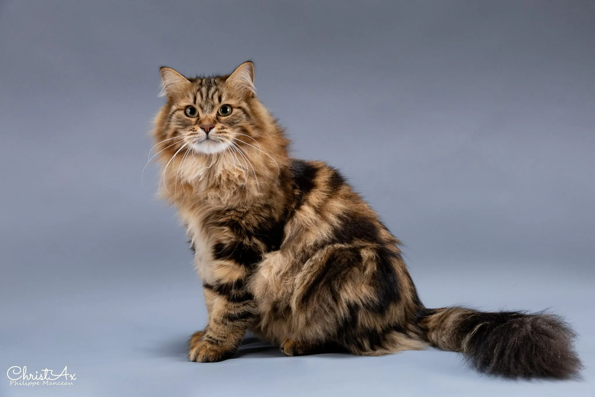 Timberland du Bois d'Encoste, chat Sibérien au pelage Brown Blotched Tabby
